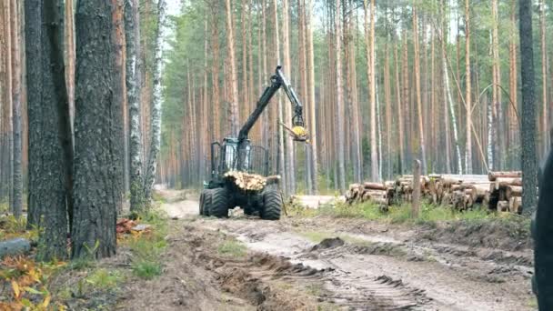 A traktor cölöp fatörzsek egy pótkocsi erdőben. — Stock videók