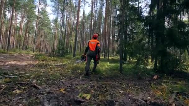 Taglialegna con una motosega passeggia in una foresta . — Video Stock