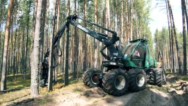 Tractor de trabajo mueve troncos de árbol . — Vídeo de stock