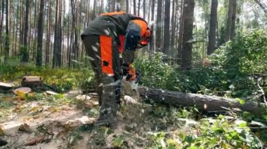 Çalışan oduncu ağaç kesmek için testere kullanır.