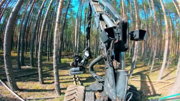 Машина працює зі стовбурами дерев у лісі . — стокове відео