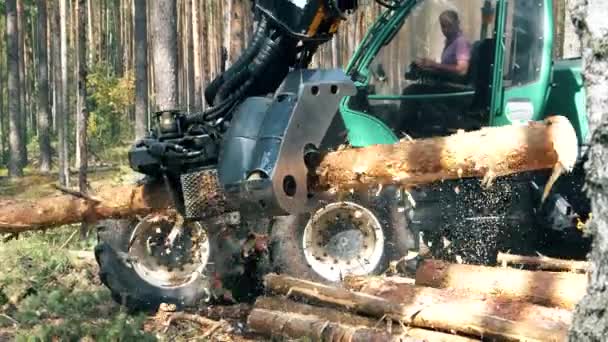 Tracteur coupe des troncs en morceaux tout en travaillant dans la forêt . — Video