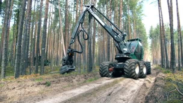Un trattore taglia un albero nella foresta . — Video Stock