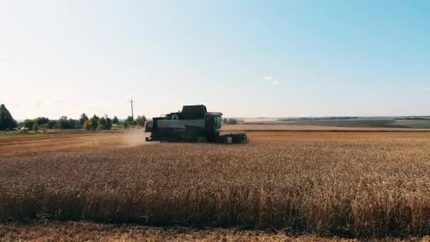 수확기-탈취에 의해 수확되는 밀 — 비디오