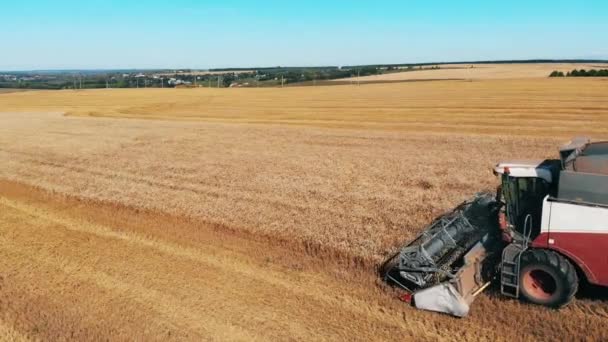 Ржаное поле пожинает сельскохозяйственная машина — стоковое видео