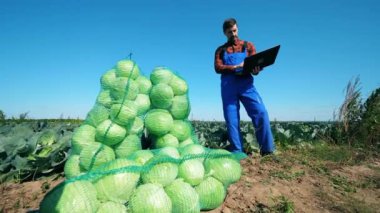 Bir dizüstü bilgisayar ile Agrotechnician hasat lahana bakıyor