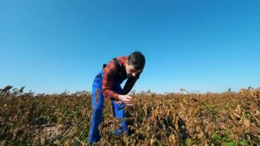Erkek yetiştirici solmuş bitkiler ile hayal kırıklığına uğradı