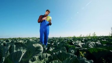 Bir erkek kültivatör sebze teftiş ile lahana tarlası