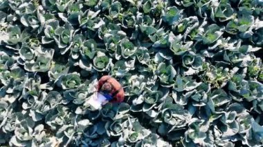 Lahana arasında yürüyen bir tarım teknisyeninin üst görünümü