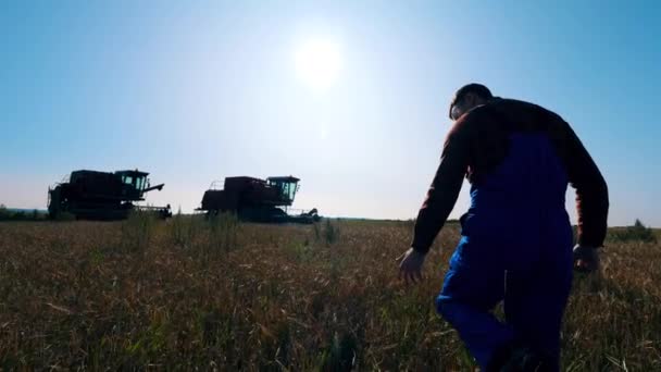 Hombre agrónomo está caminando por el campo y tocando trigo — Vídeo de stock