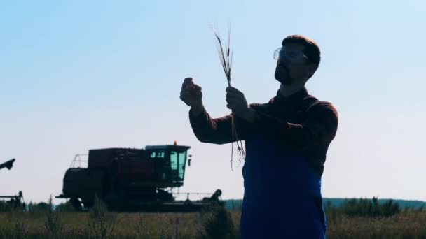 Cultivador está olhando para uma plântula de trigo — Vídeo de Stock
