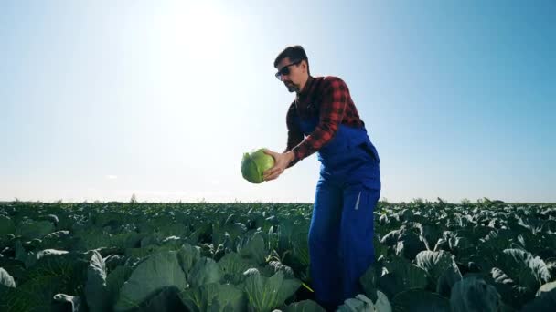 Агротехнік дивиться на капусту на сонце — стокове відео