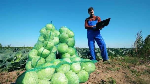 Agrotécnico con un ordenador portátil está mirando la col cosechada — Vídeo de stock