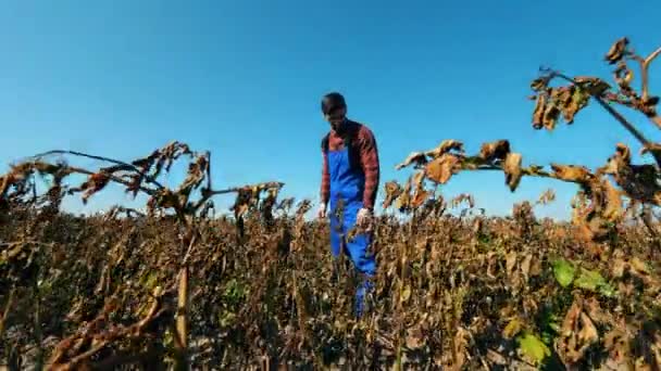 农学家站在被烧毁的植物中 — 图库视频影像
