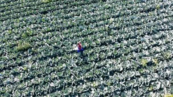 Campo de repollo con un agricultor caminando a lo largo de él en una vista superior — Vídeos de Stock