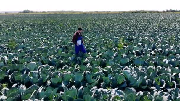 Erkek agrotechnologist lahana arasında yürüyor — Stok video