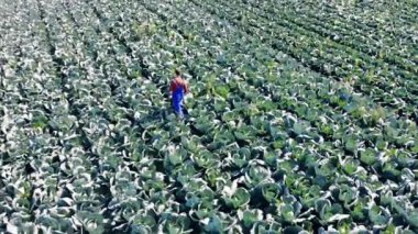 Lahana tarlası boyunca yürüyen bir erkek ziraat uzmanının üst görünümü
