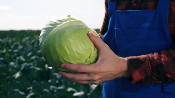 Φρέσκο λάχανο στα χέρια του αγροτουριστικού — Αρχείο Βίντεο