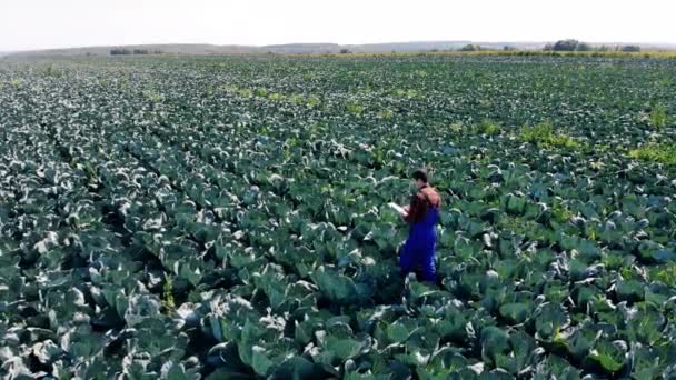 Plantação de repolho e um agrônomo masculino caminhando ao longo dela — Vídeo de Stock