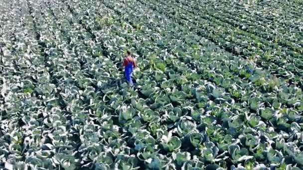 Top view of a male agronomist walking along the cabbage field — Stock Video