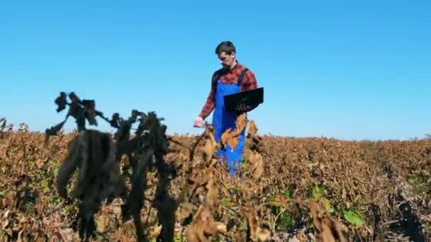 Campo com plantas queimadas e um homem cultivador caminhando através dele — Vídeo de Stock