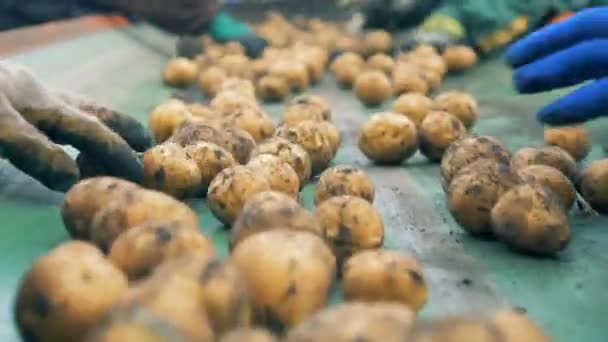 Los trabajadores de la fábrica clasifican y recogen papas en un transportador, cierran . — Vídeos de Stock