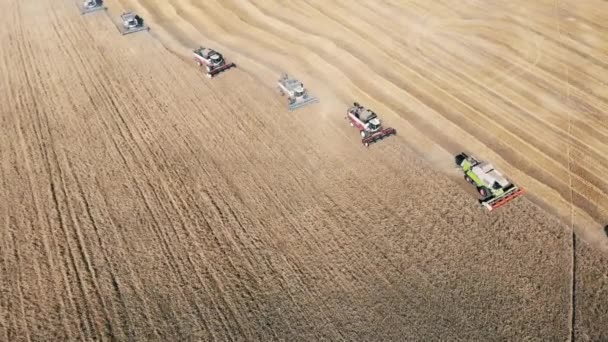 Vista desde arriba de múltiples cosechadoras durante la cosecha — Vídeos de Stock