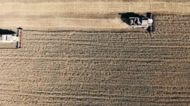Çavdar mekanik bir üst görünümünde düz çizgiler halinde hasat oluyor
