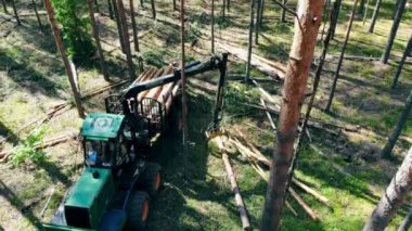 Bir traktör ormanda çalışırken römork içine ağaç gövdeleri koyar.