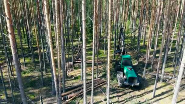 Munka traktor karaj fák egy erdőben. Környezeti probléma az erdőirtás, fakitermelés. — Stock videók