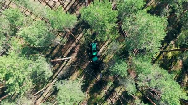 トラクターは森の中で働き、木を切る。環境問題の森林破壊、伐採. — ストック動画
