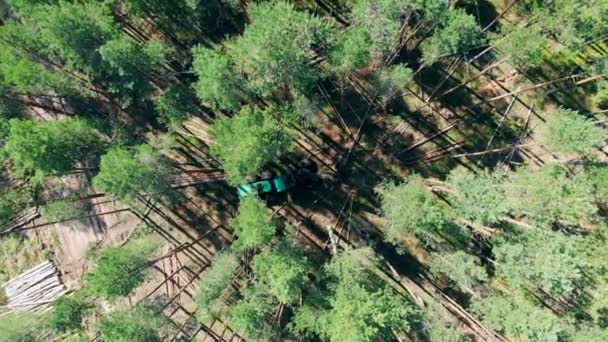 Un trattore taglia alberi, lavorando nella foresta . — Video Stock