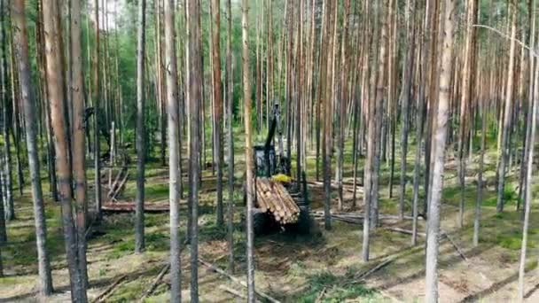 Один трактор перемещает стволы деревьев в трейлере. Обезлесение, вырубка лесов . — стоковое видео