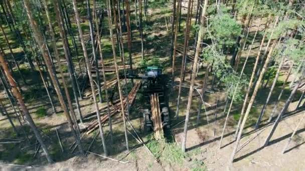 Un tracteur emballe des troncs d'arbres. Concept de déforestation et d'exploitation forestière . — Video