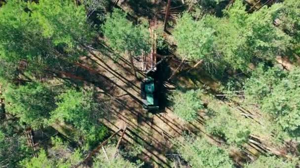 Вырубка лесов и лесозаготовка. Промышленная машина работает с деревьями в лесу . — стоковое видео