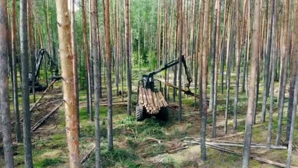 Uma máquina pega em troncos e os coloca em um trailer na floresta. — Vídeo de Stock