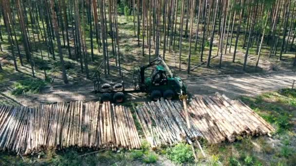 Problème environnemental déforestation, exploitation forestière. Une machine fonctionne avec des piles de troncs dans la forêt . — Video