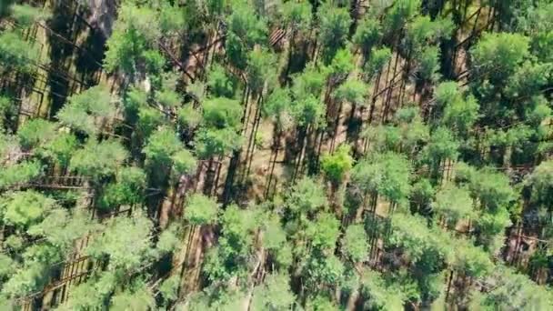 Conceito de desmatamento e exploração madeireira. Floresta verde com muitas árvores . — Vídeo de Stock