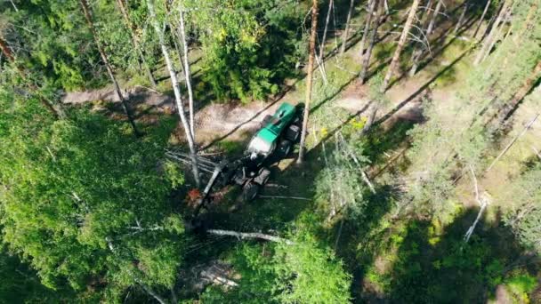 Um trator trabalha com árvores, colhendo-as na floresta. Conceito de desflorestação e exploração madeireira . — Vídeo de Stock