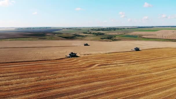 Industriemaschinen ernten Getreide auf dem riesigen Feld — Stockvideo