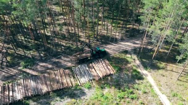 Arbeitsmaschine legt Stämme im Wald in Stapel. — Stockvideo