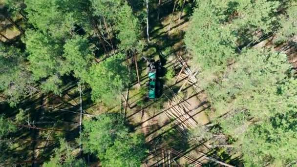 Entwaldung und Abholzungskonzept. Baumfällprozess im Wald. — Stockvideo