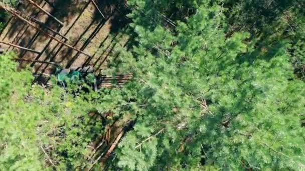 Современный трактор складывает стволы деревьев. Вырубка лесов и лесозаготовка . — стоковое видео