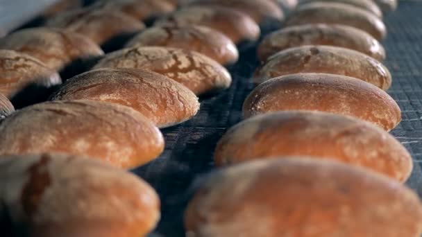 Bollos frescos en una bandeja, de cerca. Equipo de fábrica de panadería . — Vídeo de stock