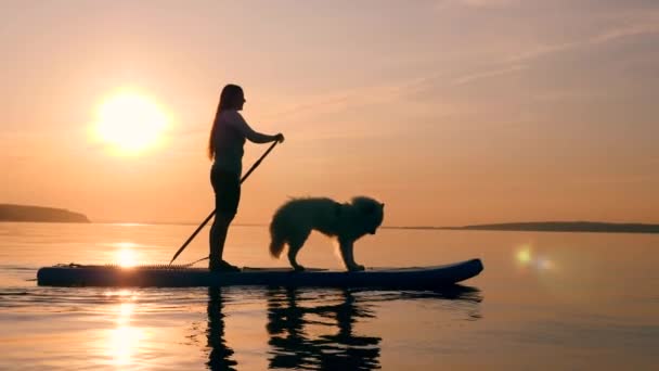 En kvinna gör stand-up paddleboarding med en hund — Stockvideo