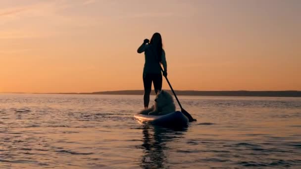 Uma senhora com um cão está fazendo SUP em águas do pôr do sol — Vídeo de Stock