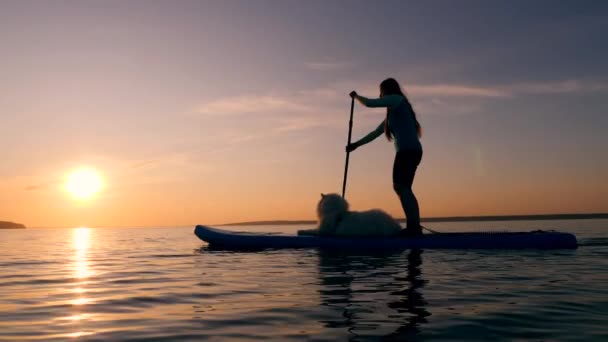 Закатное озеро с дамой и собакой, занимающимися стендап-паддлбордингом — стоковое видео