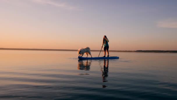 Un perro está de pie en el paddleboard con su amante — Vídeo de stock