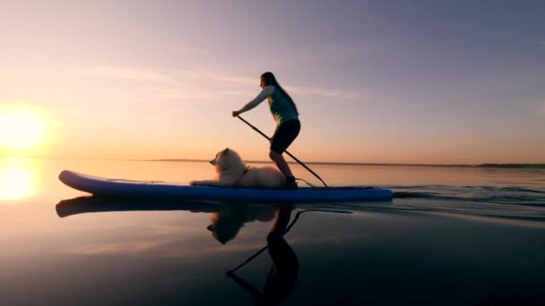 彼女の犬と一緒にサップをやっている若い女性と夕日の海 — ストック動画