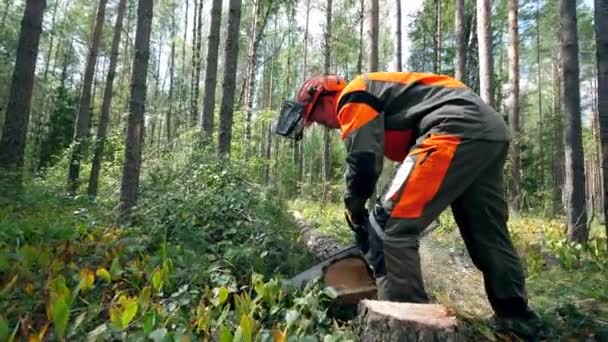 Woodman is het zagen van een geveld dennenboom. Ontbossing, forest Cutting concept. — Stockvideo